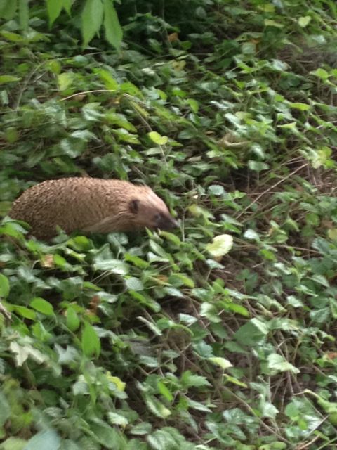 igel igel iglu1