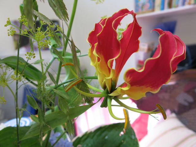 orchidee1